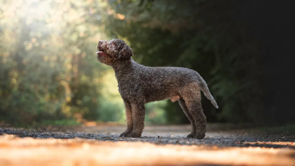 Lagotto Romagnolo